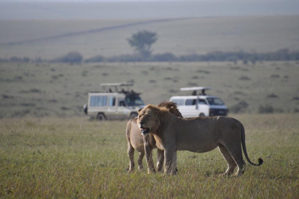 A picture of a lion